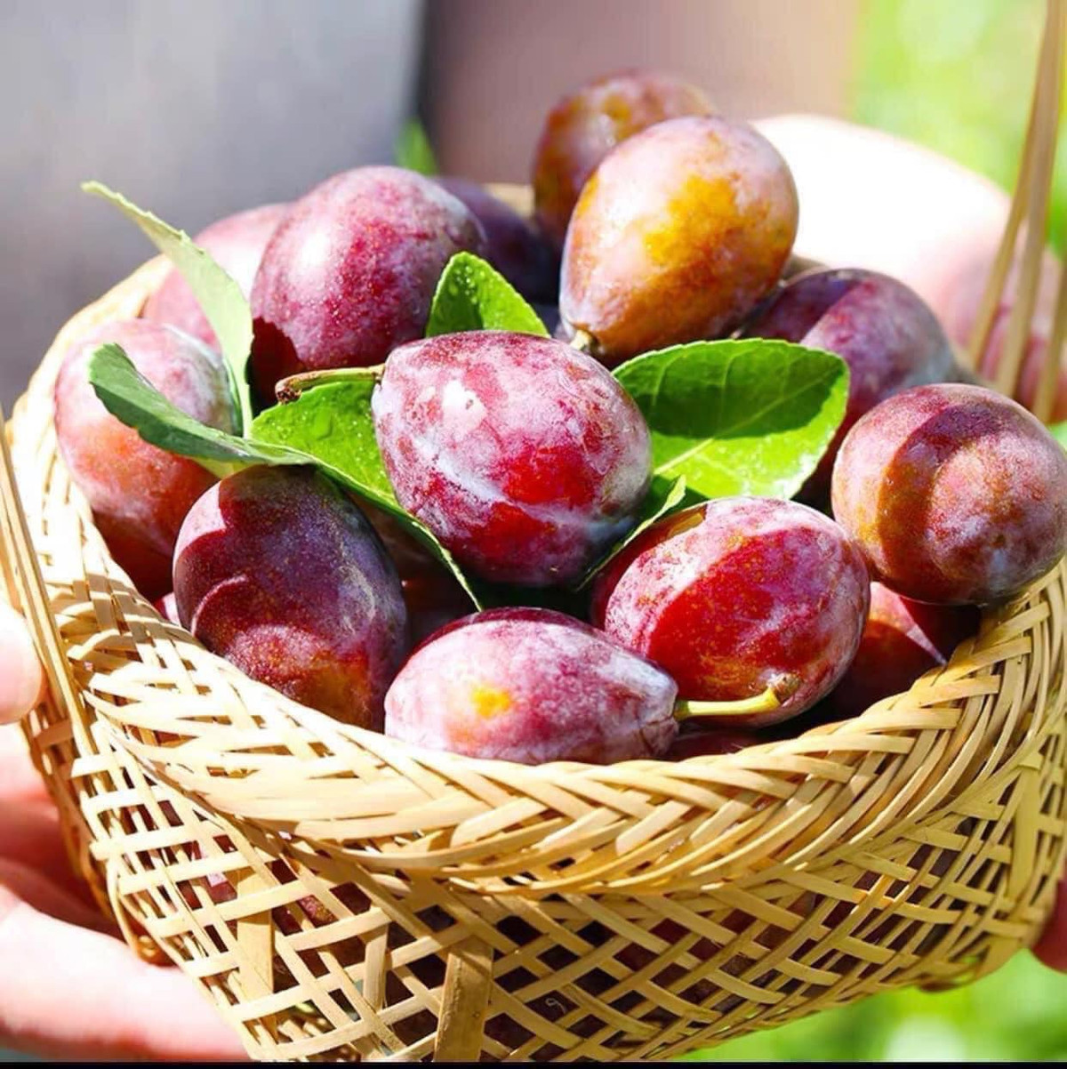 Loại mận này thu hoạch vào mùa thu nên dịp này đổ về chợ Việt số lượng nhiều. Nhiều cửa hàng bán đến cả tạ mận đường một ngày. Ảnh: Facebook