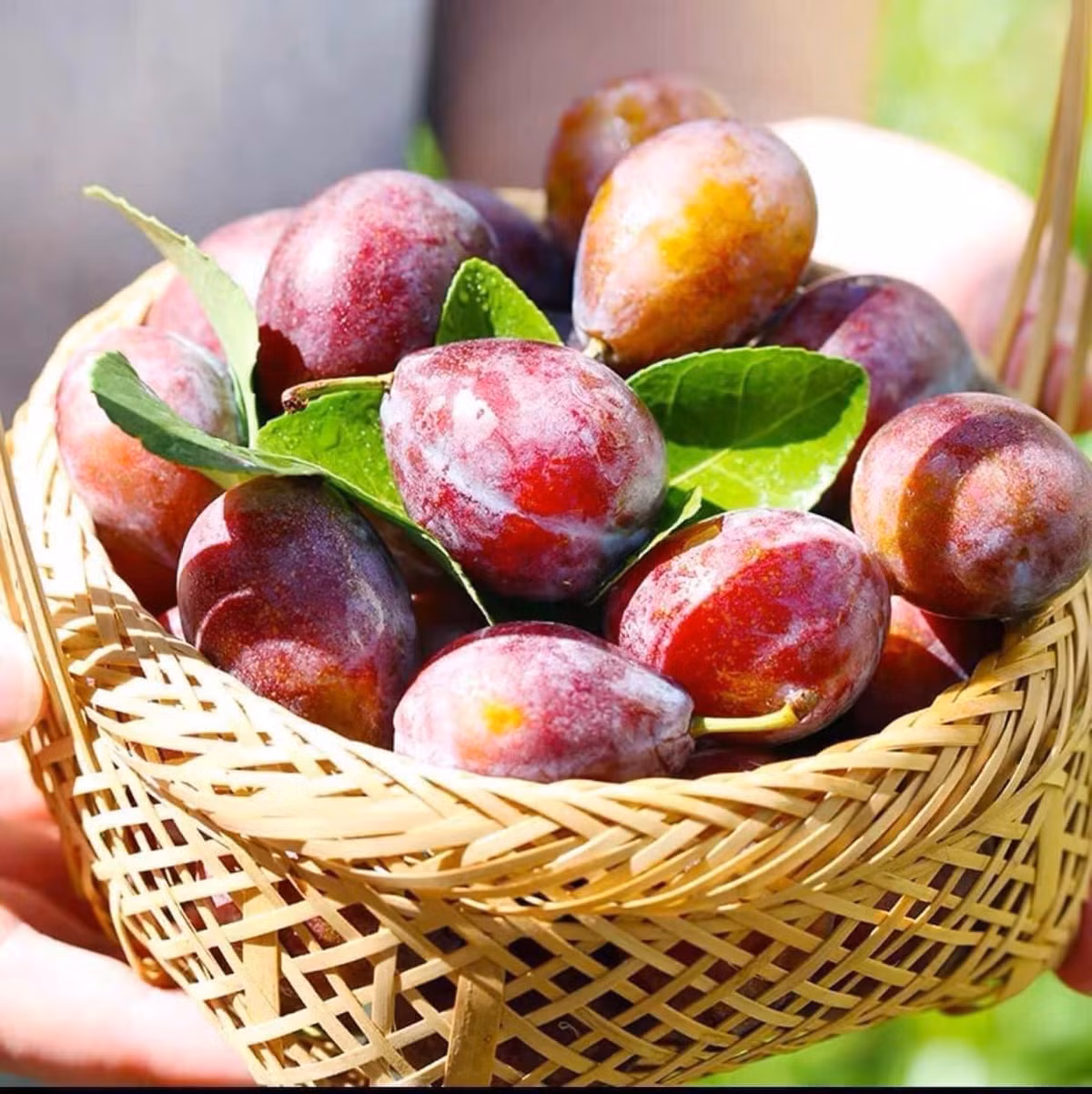 Loại mận này thu hoạch vào mùa thu nên dịp này đổ về chợ Việt số lượng nhiều. Nhiều cửa hàng bán đến cả tạ mận đường một ngày. Ảnh: Facebook