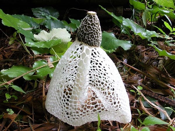 Nấm khăn xếp sinh sống chủ yếu ở các khu vực như Nam Á, ở châu Phi, khu vực châu Mỹ và Australia. Hiện, nấm khăn xếp đã được đưa vào nuôi trồng thương mại và bán chủ yếu ở thị trường châu Á. Giá khoảng 3 triệu đồng cho 500g nấm khô. Ảnh: Wiki