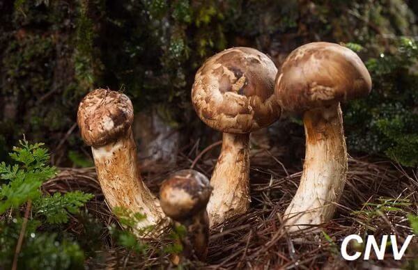 Nấm Matsutake có tên gọi khác là Tùng Nhung vì thường được tìm thấy ở các rừng tùng. Nấm thường mọc trên rễ thông đỏ quý hiếm, nằm sâu trong lòng đất khoảng 10cm. Tại Nhật Bản, nấm Tùng Nhung sau khi chế biến có thể lên tới 2.000 USD/kg (khoảng 47 triệu đồng). Ảnh: CNV