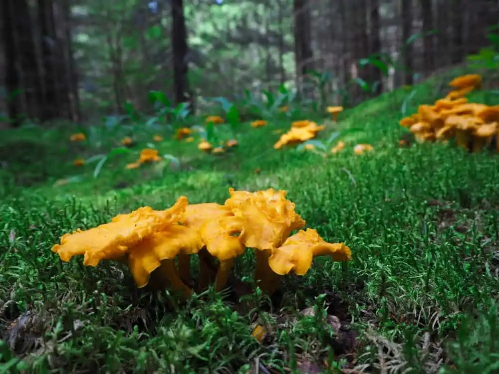 Với giá khoảng 11 triệu đồng/kg, Chanterelles là một trong những loại nấm quý hiếm và đắt tiền trên thị trường. Chúng mọc thành cụm và xuất hiện vào những ngày nóng ẩm sau trận mưa lớn, chủ yếu ở Ukraine và các khu vực khác tại Trung Âu. Ảnh: Wealthygorilla
