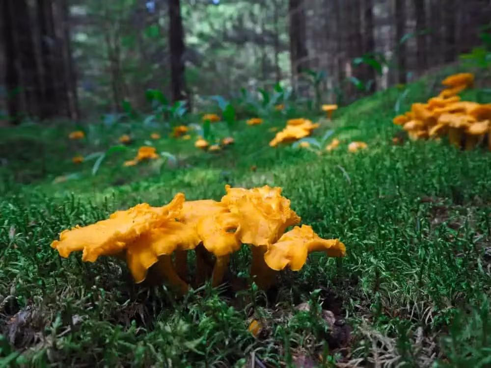 Với giá khoảng 11 triệu đồng/kg, Chanterelles là một trong những loại nấm quý hiếm và đắt tiền trên thị trường. Chúng mọc thành cụm và xuất hiện vào những ngày nóng ẩm sau trận mưa lớn, chủ yếu ở Ukraine và các khu vực khác tại Trung Âu. Ảnh: Wealthygorilla