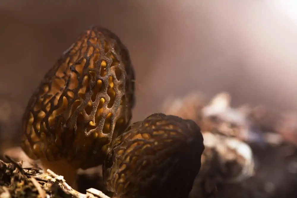 Morel là loại nấm được nhiều người săn lùng và cực kỳ khó trồng. Chúng chỉ nổi lên mặt đất trong khoảng thời gian từ tháng 3 đến tháng 5 và có nhiều nhất ở các khu vực Trung Tây của Hoa Kỳ. Giá nấm Morel có thể tới 12 triệu đồng/kg. Ảnh: Wealthygorilla