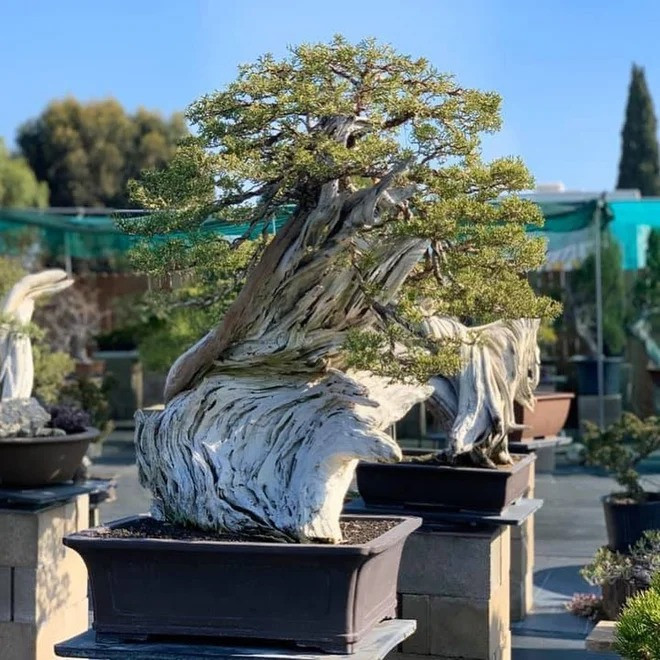 Đặc biệt, vườn bonsai rộng vài trăm mét vuông với hàng chục cây, mỗi cây có giá hàng chục nghìn đô trong nhà nam ca sĩ là niềm ao ước của nhiều người. Ảnh: FBNV