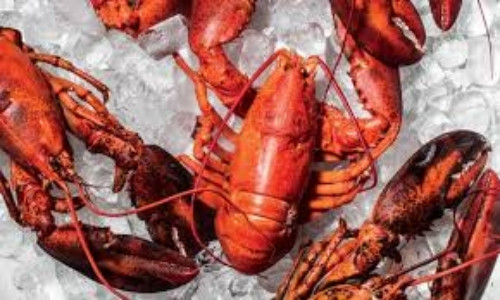 Khi những người hành hương đầu tiên định cư ở các khu vực vịnh của Mỹ, đại dương tràn ngập tôm hùm. Thời điểm đó, tôm hùm nhiều đến mức chất thành đống trài dọc bờ biển. Ảnh: Getty