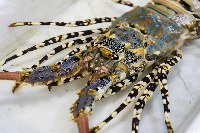 Thậm chí, người Mỹ trước đây còn dùng tôm hùm làm mồi câu cá, phân bón cho đồng ruộng, hay làm thức ăn cho tù nhân. Ảnh: Getty