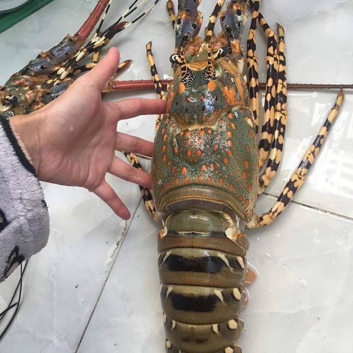 Ngoài nguyên nhân về nhu cầu, giá tôm hùm ngày nay đắt đỏ là bởi chúng khó nuôi và dễ nhiễm bệnh. Tôm hùm mất ít nhất 7 năm để phát triển đến kích thước đủ để được phép đánh bắt hợp pháp. Ảnh: Haisanhoanggia