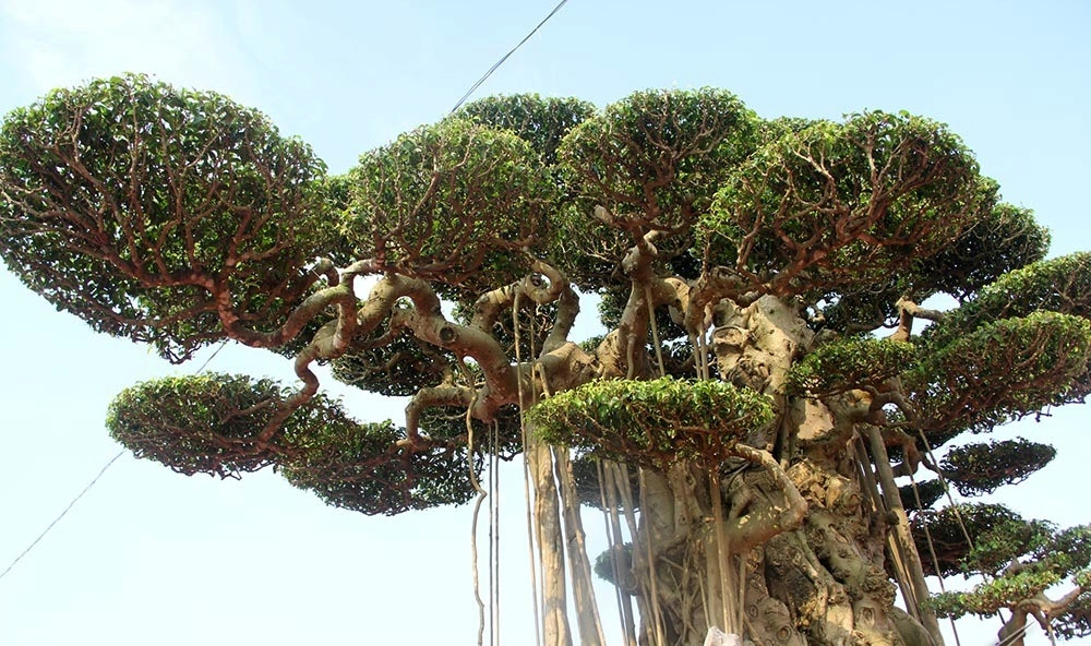 Cây cao 3,8m, rộng 2,7m, có tuổi đời trên 60 năm. Ảnh: Vietnamnet