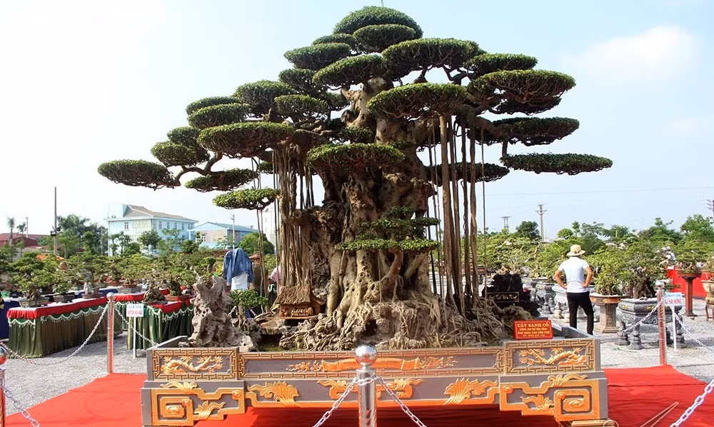 Ngoài ra, siêu cây sanh "Đại thế vân tùng" trong chậu dát 5 cây vàng cũng gây xôn xao khắp chốn. Ảnh: Vietnamnet