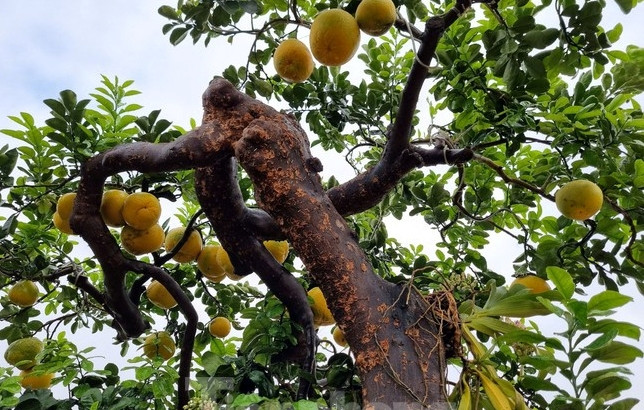 Cây bưởi do chính tay anh Tập chăm sóc kỳ công trong nhiều năm. Ảnh: Tiền phong