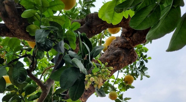 Có khách đã trả tới 500 triệu cho cây bưởi “Lão mộc trường xuân” nhưng gia chủ chưa đồng ý bán. Ảnh: Tiền phong