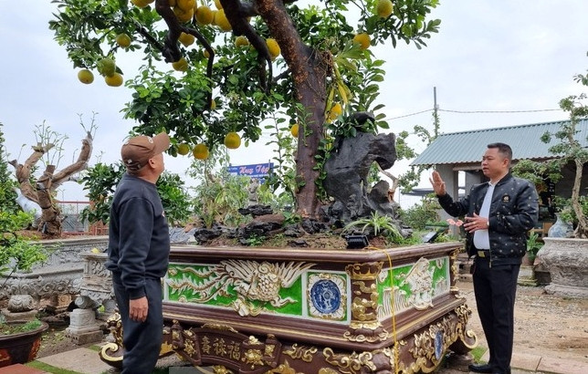Đáng chú ý, chậu cây được mua từ cố đô Huế chở ra và được nghệ nhân của nhà vườn dát 3 cây vàng 24k. Ảnh: Tiền phong