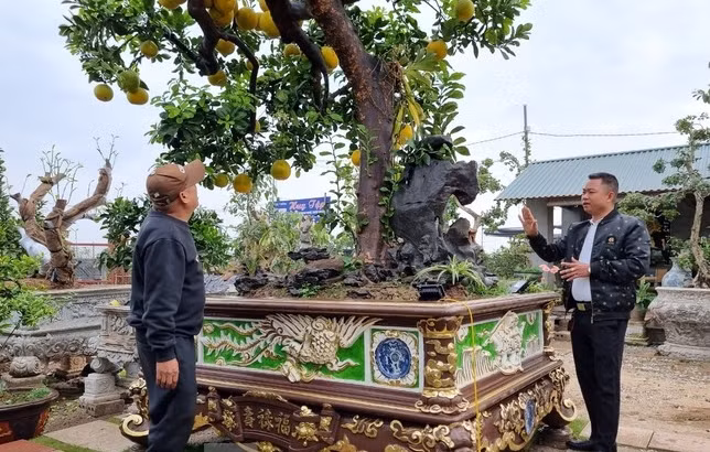 Đáng chú ý, chậu cây được mua từ cố đô Huế chở ra và được nghệ nhân của nhà vườn dát 3 cây vàng 24k. Ảnh: Tiền phong