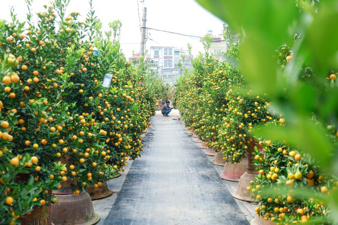 Đã trở thành loại cây truyền thống, quất bonsai dường như không thể thiếu mỗi dịp Tết đến xuân về. Ảnh: Người lao động