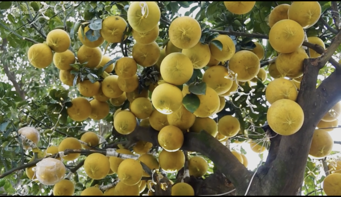 Hàng trăm trái bưởi lúc lỉu khiến ai nấy không khỏi xuýt xoa. Ảnh: Vnexpress