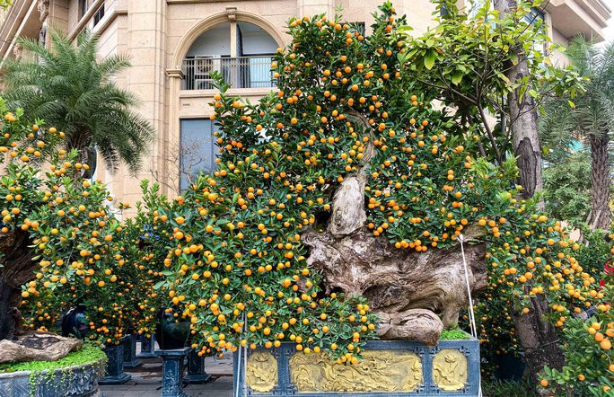 Không chỉ sai trĩu quả, quất còn được tạo nhiều dáng thế độc đáo. Ảnh: Người lao động