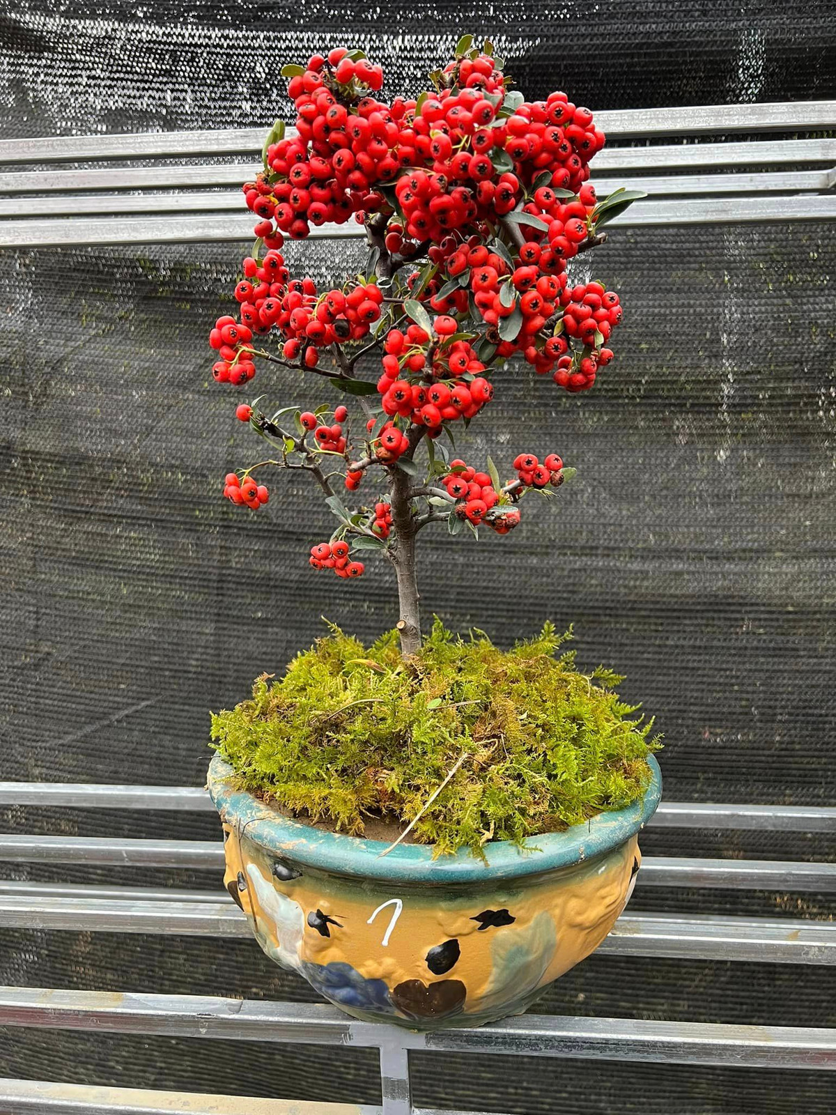 Những cây táo gai nghìn quả đỏ rực cũng được người dân lùng mua chơi Tết. Ảnh: Facebook