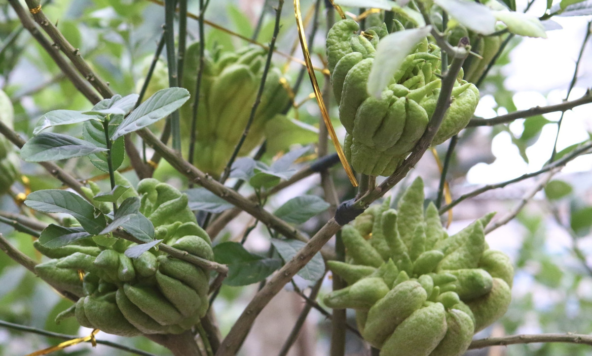 Có những gốc cây đặc biệt giá lên đến hàng chục triệu đồng. Ảnh: Congluan