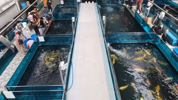 “Vựa cá Koi” của doanh nhân Thắng Ngô khiến nhiều người trầm trồ bởi quy mô khủng với diện tích lên tới 1.000 m2. Ảnh: Dân Việt