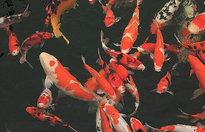 500 con cá Koi được đại gia tìm mua, đàm phán từ để mang về từ Nhật, với tổng giá trị lên tới 10 tỷ đồng, bao gồm những con cá có kích thước “khủng” 80-90 cm, con nhỏ nhất cũng 40 cm. Ảnh: Thuonghieusanpham