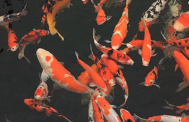 500 con cá Koi được đại gia tìm mua, đàm phán từ để mang về từ Nhật, với tổng giá trị lên tới 10 tỷ đồng, bao gồm những con cá có kích thước “khủng” 80-90 cm, con nhỏ nhất cũng 40 cm. Ảnh: Thuonghieusanpham