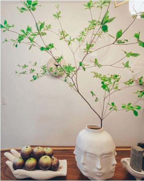 Đỗ An từng khoe cành thạch nam từ Nhật về đầy nên thơ.