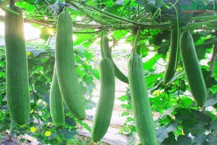 Trong khi đó, ở các thành phố của Trung Quốc, giá mướp lên tới 40 Nhân dân tệ/kg, tương đương 132.000 đồng/kg. Ảnh: Facebook