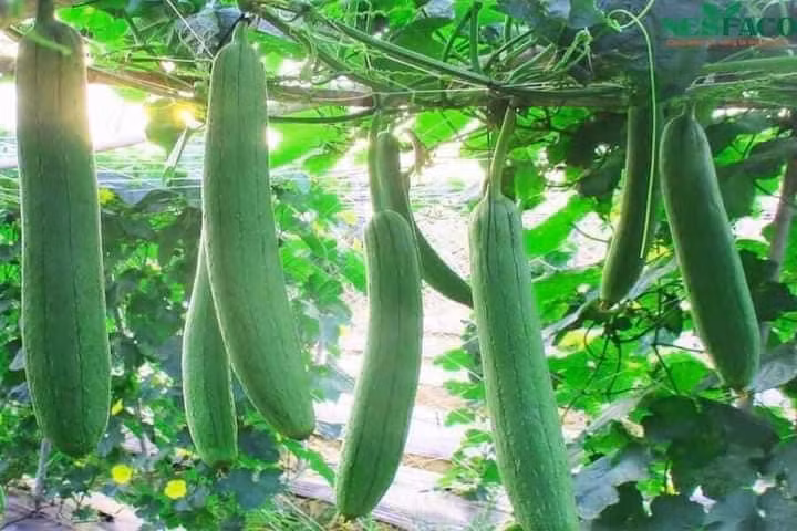 Trong khi đó, ở các thành phố của Trung Quốc, giá mướp lên tới 40 Nhân dân tệ/kg, tương đương 132.000 đồng/kg. Ảnh: Facebook