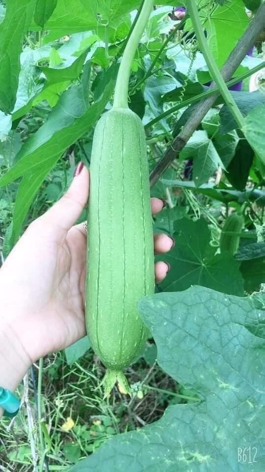 Không chỉ tại Việt Nam, mướp còn khá phổ biến ở Châu Á, trong đó có Trung Quốc. Trước kia, người dân Trung Quốc thường lấy quả mướp, lá mướp làm thức ăn cho gia súc. Ảnh: Facebook