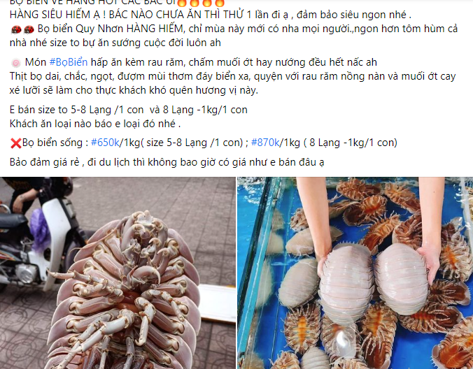 Thời gian gần đây, bọ biển được rao bán nhiều trên thị trường với giá từ 650.000 đến 1,5 triệu đồng/kg, tuỳ kích cỡ.