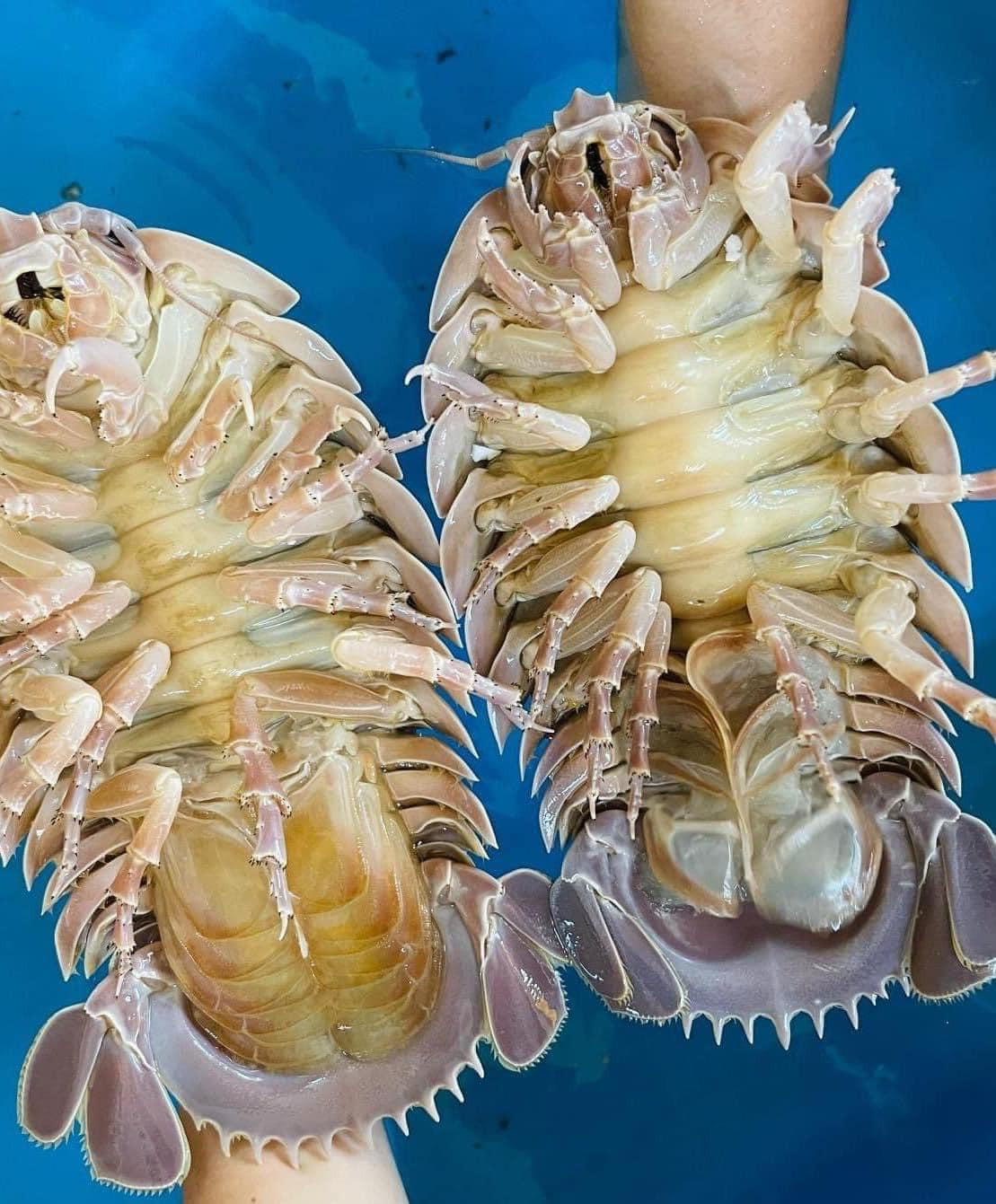 Đặc biệt, bọ biển từ 2,5-3 kg/con thuộc hàng siêu hiếm. Do đó, bọ biển loại này được khách hàng tranh nhau đặt mua.