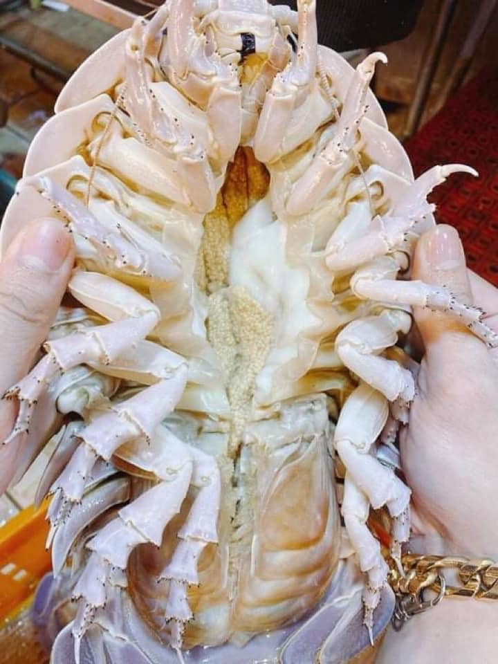 Nhiều người nhận xét thịt của bọ biển còn ngon hơn cả thịt tôm hùm.