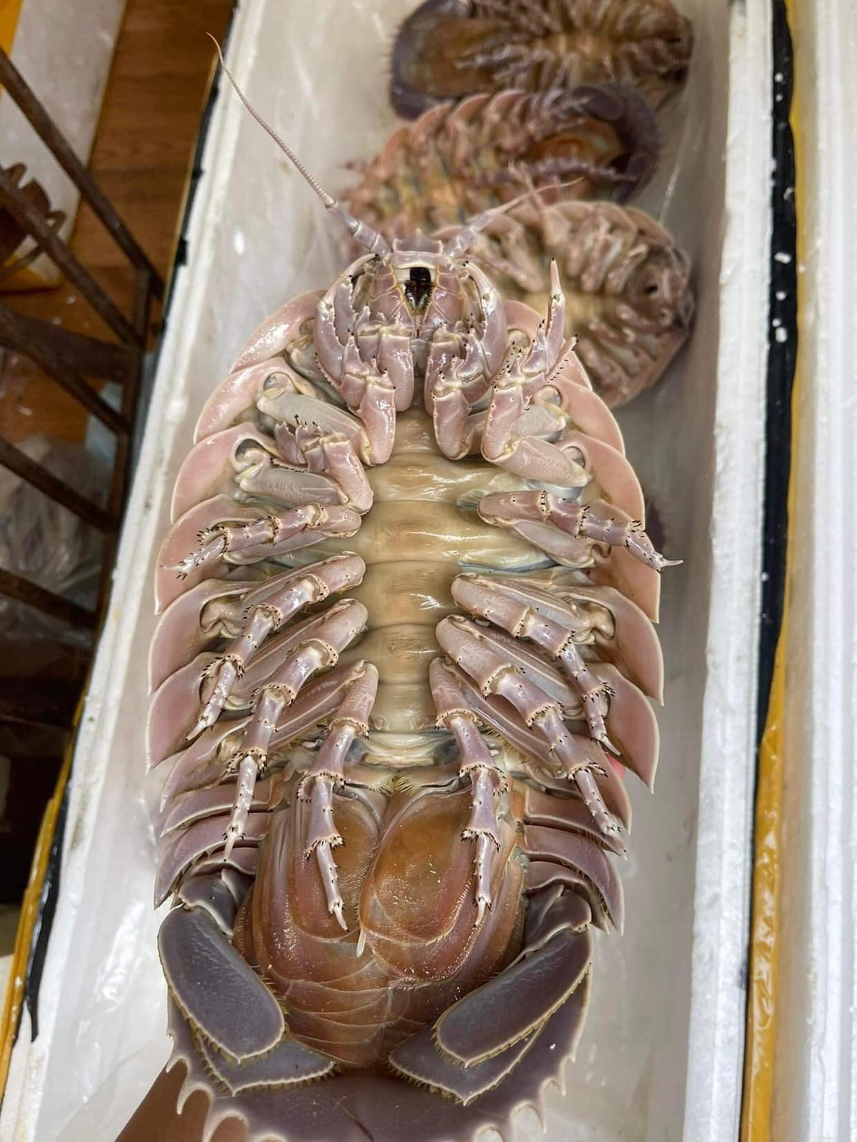 Người bán cho biết, bọ biển trọng lượng dưới 1kg/con được các cửa hàng nhập về bán khá nhiều do đang vào mùa đánh bắt.