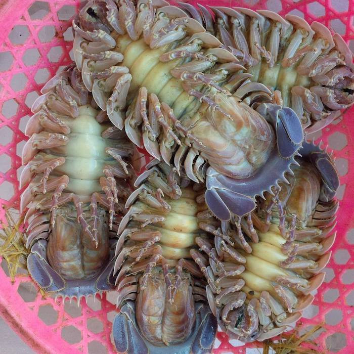 Hơn nữa, bọ biển sống sâu dưới đáy biển hàng trăm sải tay nên chỉ ngư dân có kinh nghiệm mới bắt được chúng.