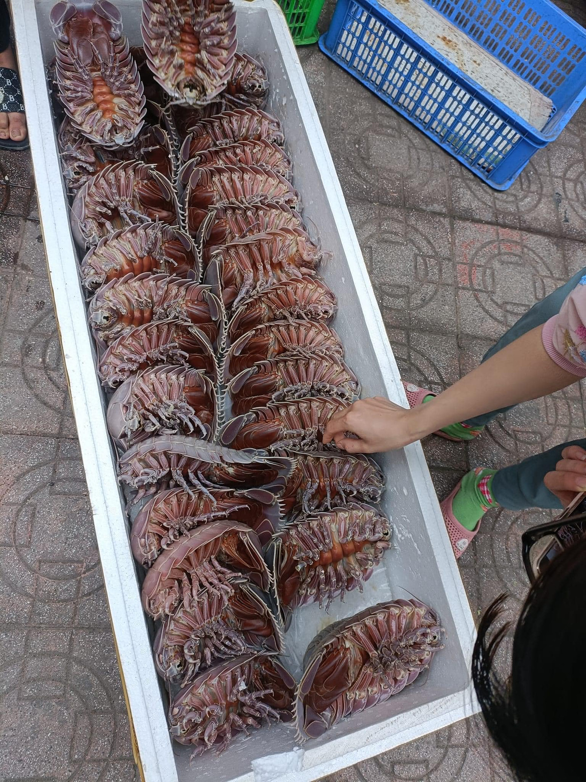 Thông thường, khách hàng muốn mua bọ biển size 2 - 3 kg đều phải đặt trước và chờ khá lâu mới có hàng, ngay cả khi đang chính vụ.