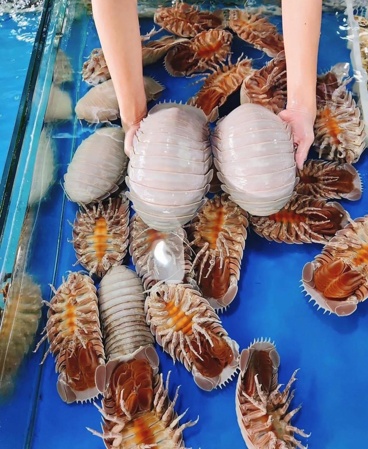 Tại Việt Nam, bọ biển xuất hiện nhiều tại vùng biển thuộc khu vực các tỉnh Khánh Hòa, Phú Yên, Quảng Ngãi..