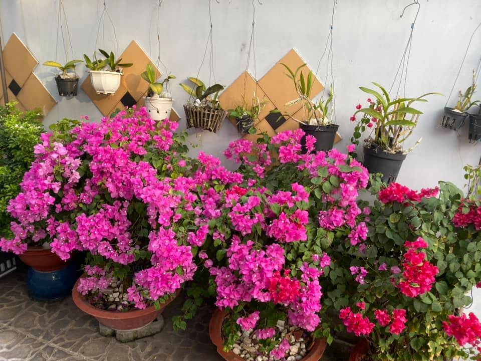 Các loại hoa đua nhau khoe sắc.