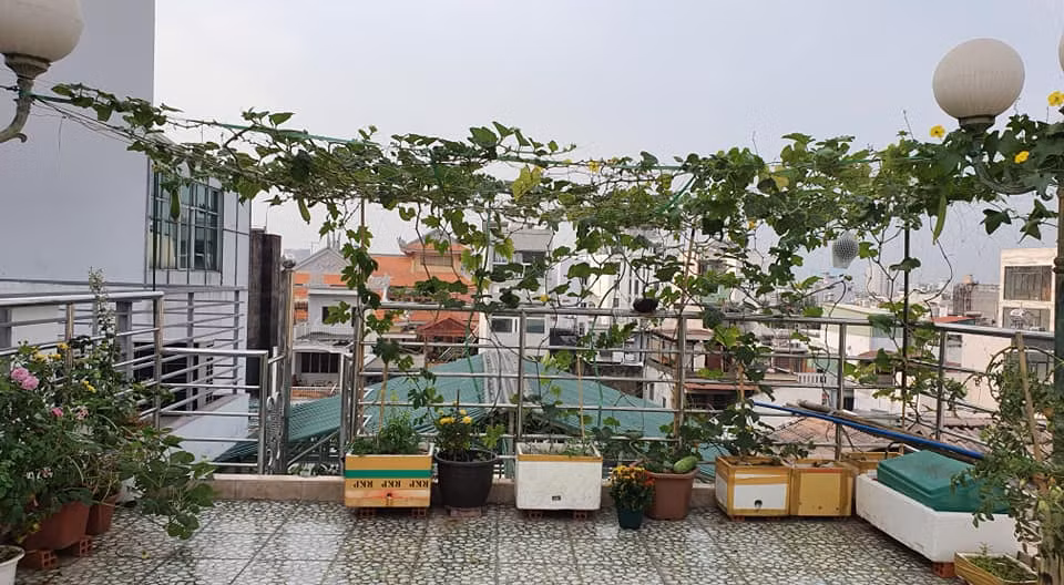 Các loại cây được trồng trong thùng xốp vẫn tốt um.