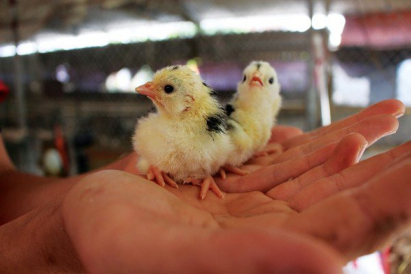 Gà con hiện có giá từ 40.000 - 50.000 đồng/con một tuần tuổi. Gà trên 1 tuần tuổi giá còn cao hơn. Ảnh: Dân Việt