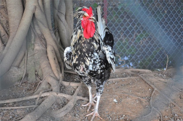Những năm gần đây, gà quý phi (hay gà Hoàng gia) được giới chơi gà cảnh Việt Nam ưa chuộng và liên tục có mức giá cao ngất ngưởng. Ảnh: Dân Việt