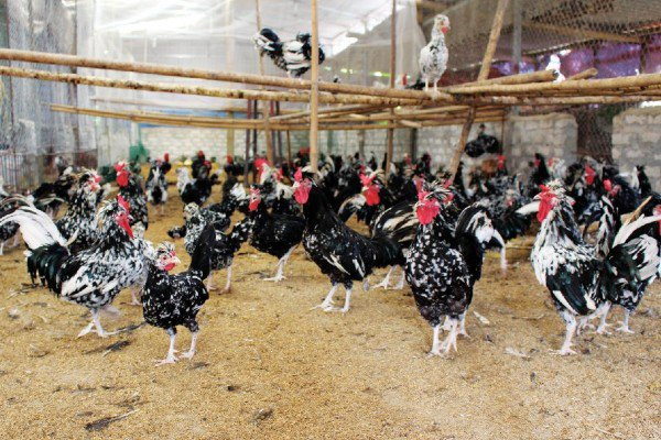 Dù đắt nhưng gà quý phi vẫn thường rơi vào tình trạng cháy hàng, nhất là dịp cận Tết. Ảnh: Facebook