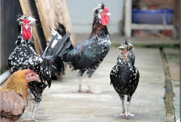 Tuy nhiên, gà quý phi làm cảnh có giá cao hơn rất nhiều do có hình dáng đẹp và sở hữu từ 6 – 8 cựa. Ảnh: Facebook