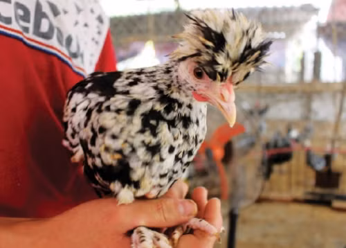 Có nguồn gốc từ Anh, gà quý phi vừa là giống gà kiểng đặc sắc, vừa là giống gà thương phẩm với giá trị thịt và trứng tương đối cao. Ảnh: Tapchigiacam