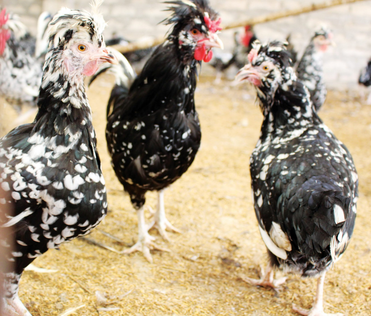 Một lứa gà quý phi nuôi 5 - 6 tháng có thể xuất chuồng với trọng lượng 1,9 - 2,1 kg/con trống và 1,4 - 1,6 kg/con mái. Giá bán dao động từ 170.000 - 200.000 đồng/kg. Ảnh: Gathavuon