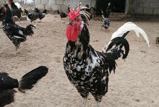 Với gà quý phi có 6 cựa cùng mào gà to có giá khoảng 1 triệu đến 3 triệu đồng/ con. Còn gà 8 cựa quý hiếm hơn nên giá cao hơn nhiều, có thể lên đến chục triệu cho một con gà đẹp. Ảnh: Nông nghiệp