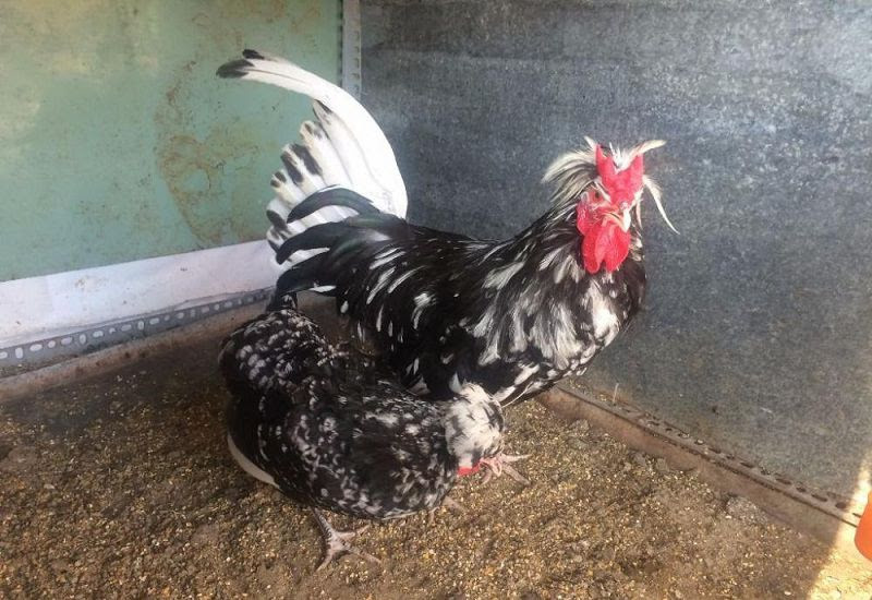 Gà quý phi được nhiều người ưa chuộng bởi hình dáng đẹp, quý phái, cường tráng với 3 màu đặc trưng là đen, trắng, biếc. Ảnh: Dân Việt
