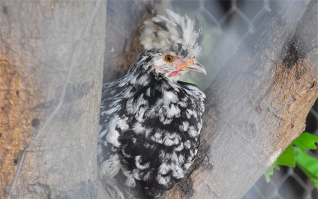 Gà quý phi nổi bật với chiếc mào thẳng đứng, nhiều múi như quả phật thủ, mắt hồng, cựa sắc nhon. Ảnh: Dân Việt