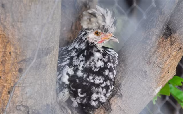 Gà quý phi nổi bật với chiếc mào thẳng đứng, nhiều múi như quả phật thủ, mắt hồng, cựa sắc nhon. Ảnh: Dân Việt