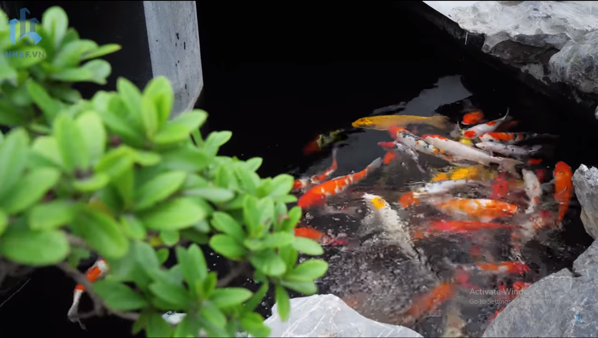 Tô điểm cho khuôn viên sân vườn biệt thự còn có hồ cá Koi.