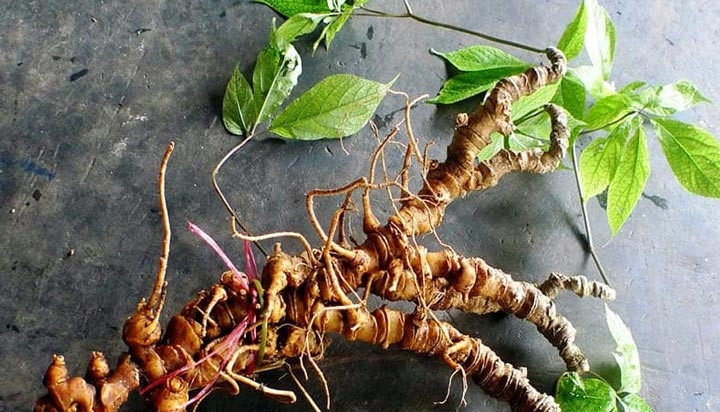 Sâm Ngọc Linh được người Xê Đăng trồng trên núi cao Ngọc Linh, huyện Nam Trà My, Quảng Nam. Loại sâm này chỉ tồn tại trên núi, ở độ cao từ 1.200m trở lên, mất 10 năm cây mới trưởng thành. Ảnh: Tâm Minh Đường